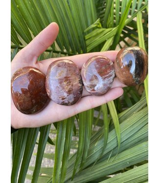 Petrified Wood Palm Stone, Size X-Small [50-74gr]