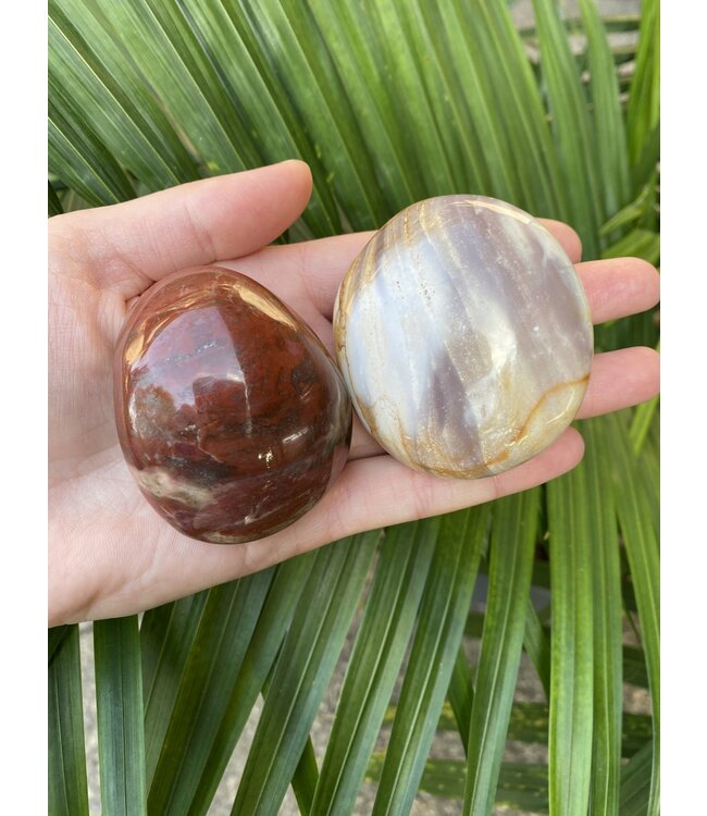 Petrified Wood Palm Stone, Size Medium [100-124gr]