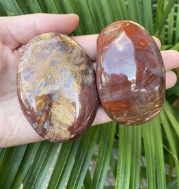 Petrified Wood Palm Stone, Size Large [125-149gr]