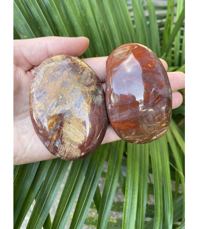 Petrified Wood Palm Stone, Size Large [125-149gr]