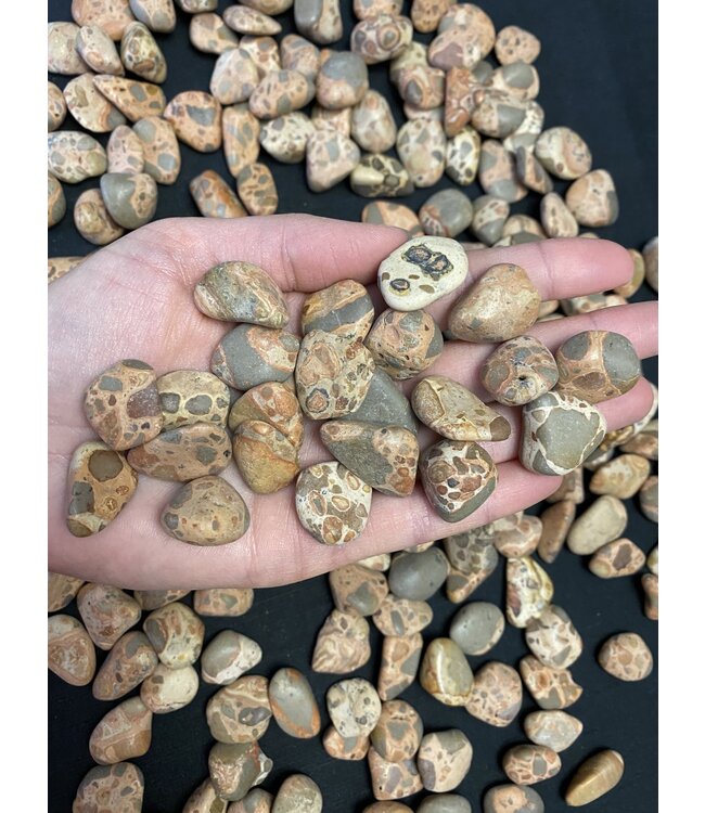 Leopardite Jasper Tumbled Stones, Polished Leopardite Jasper, Grade A; 4 sizes available, purchase individual or bulk