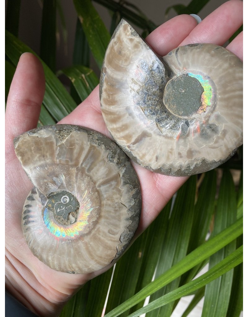 Ammonite Half, Opalized Ammonite, Ammonite Pair #24, 178gr