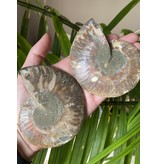 Ammonite Half, Opalized Ammonite, Ammonite Pair #23, 212gr