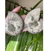 Ammonite Half, Opalized Ammonite, Ammonite Pair #20, 280gr