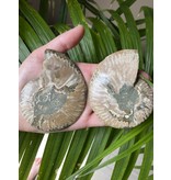 Ammonite Half, Opalized Ammonite, Ammonite Pair #5, 172gr