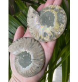 Ammonite Half, Opalized Ammonite, Ammonite Pair #3, 145gr