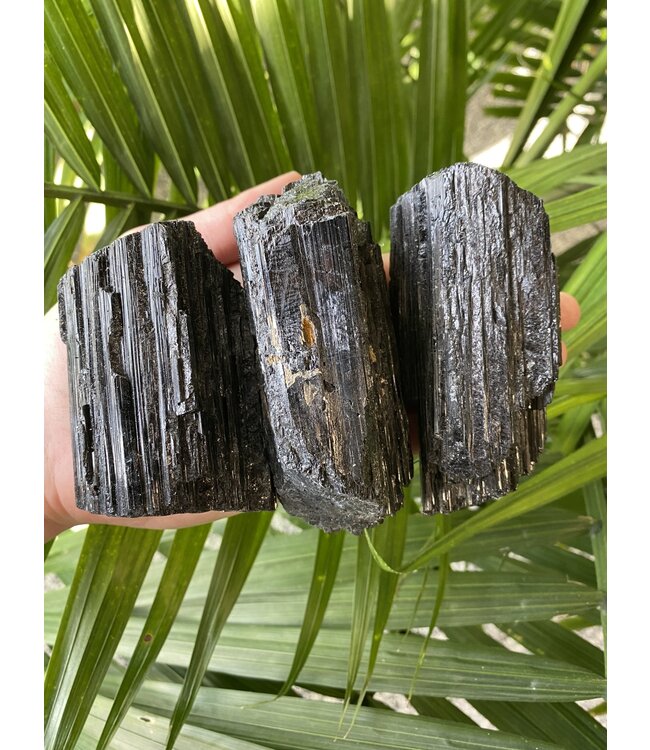 Raw Black Tourmaline Size Dino-Plus [275-299gr]
