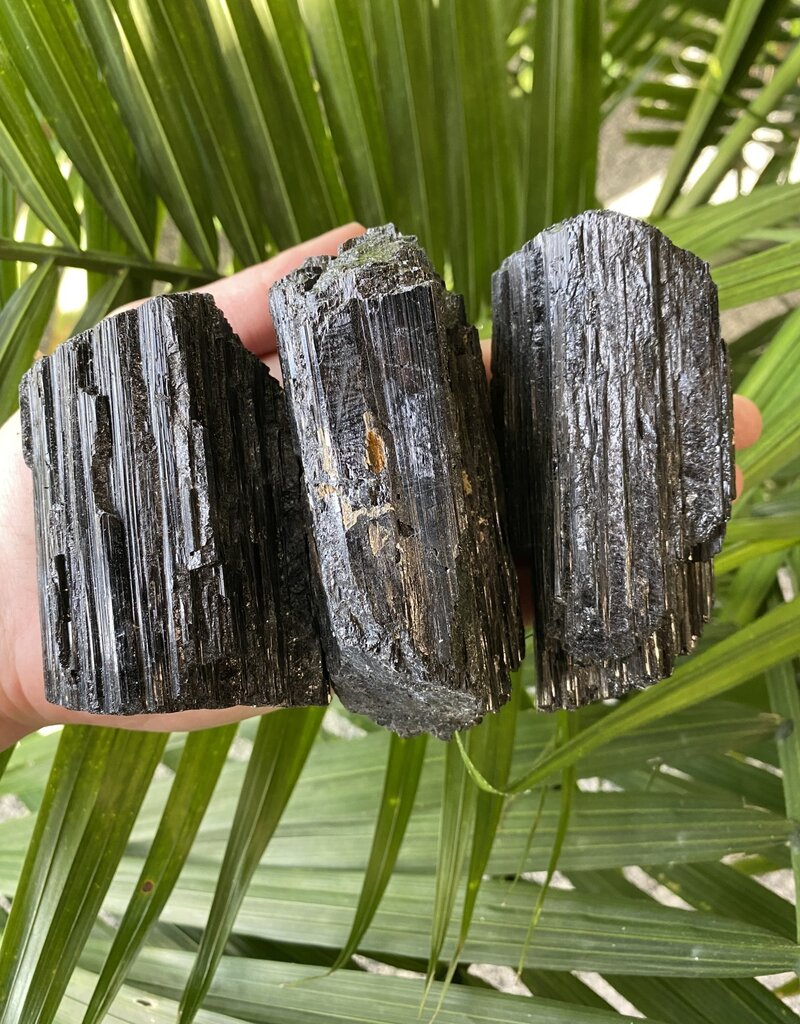 Raw Black Tourmaline Size Dino-Plus [275-299gr]