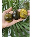 Tiger Eye Palm Stone, Size Small [75-99gr]