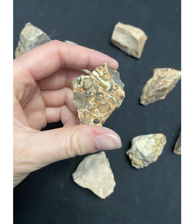 Rough Leopardite Size Small 500gr Bulk Pack