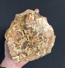 Rough Leopardite Size 15 [1400-1499gr]