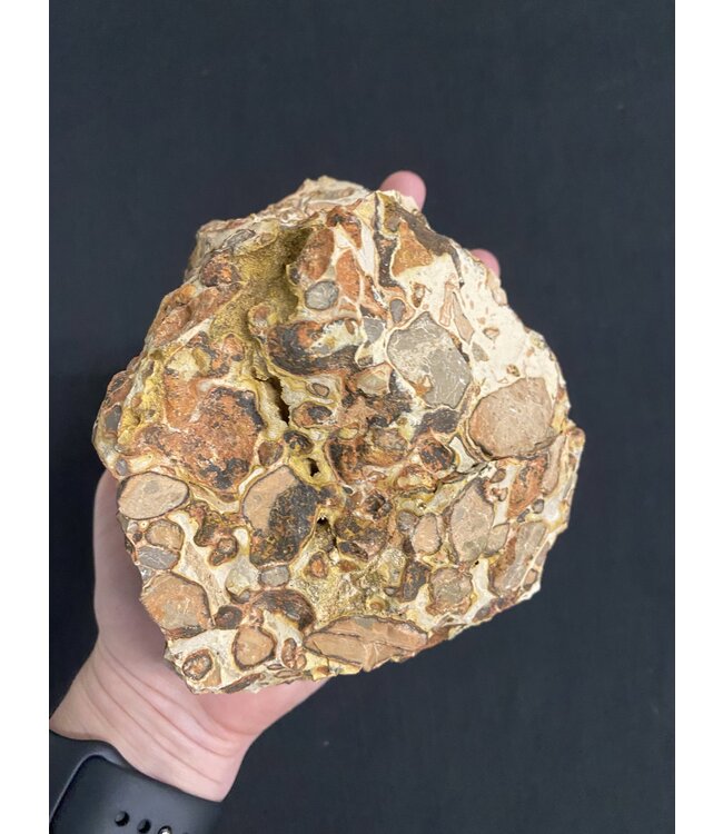 Rough Leopardite Size 15 [1400-1499gr]