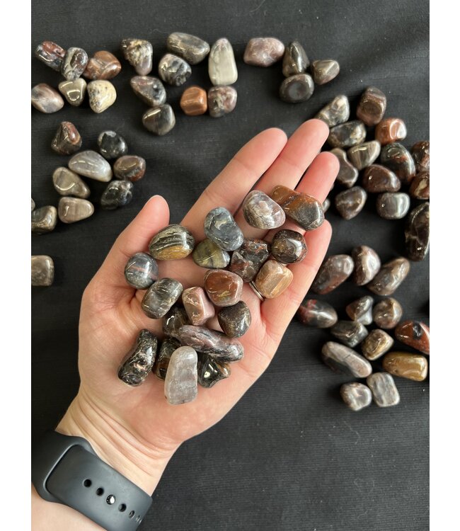 Petrified Wood Tumbled Stones, Polished Petrified Wood, Grade A; 4 sizes available, purchase individual or bulk