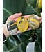Bumblebee Jasper Palm Stone, Size Medium [100-124gr]