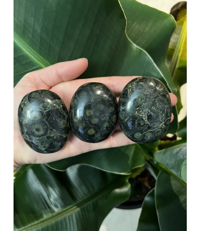 Kambaba Jasper Palm Stone, Size Medium [100-124gr] *disc.*