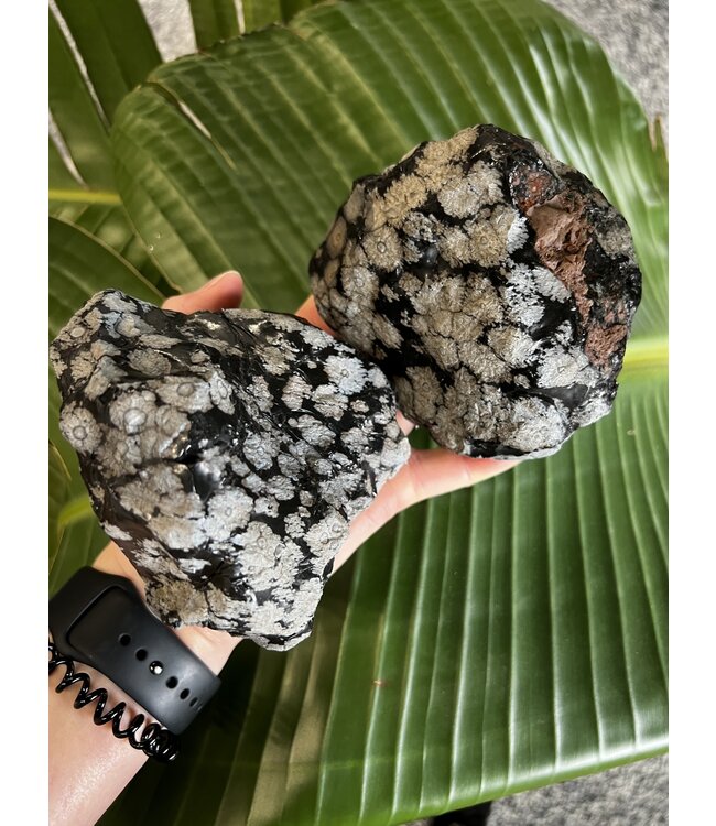 Rough Snowflake Obsidian Size 8 [700-799gr]