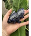 Sodalite Goldfish #2, 173gr, *disc.*