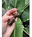 Tiger Eye Bubble Head Goldfish #1, 69gr, *disc.*