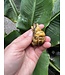 Tiger Eye Bubble Head Goldfish #1, 69gr, *disc.*