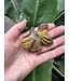 Tiger Eye Bubble Head Goldfish #1, 69gr, *disc.*