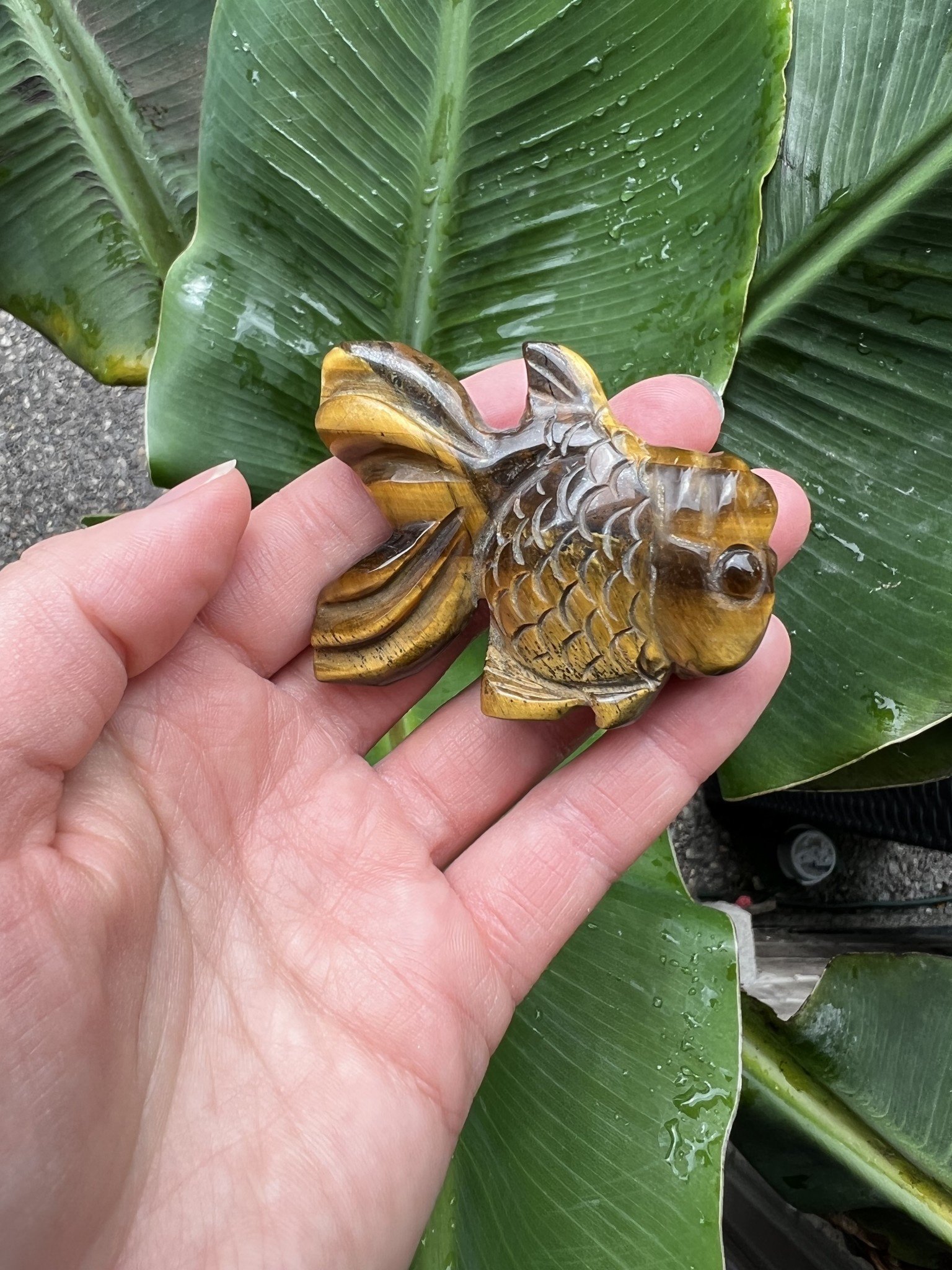 Tiger Shell on Brass Stand