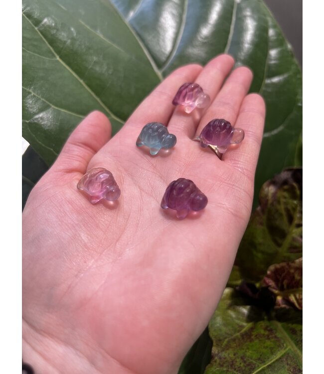 Mini Fluorite Turtle