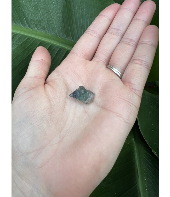 Mini Fluorite Conch Shell