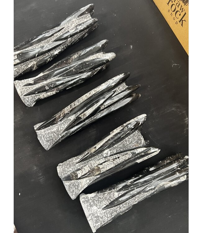 Orthoceras Tower, Orthoceras Fossil 26-30cm