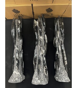 Orthoceras Tower, Orthoceras Fossil 55-58cm