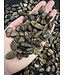 Bronzite Tumbled Stones, Grade A; 2 sizes available, purchase individual or bulk