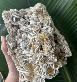 Desert Rose Raw Specimen #82, 2228gr *disc.*