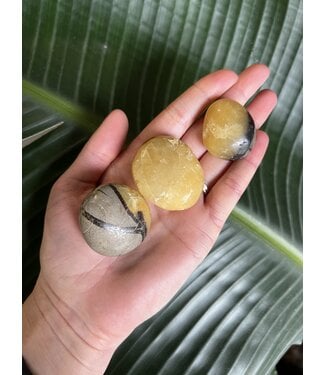 Septarian Palm Stone, Size XX-Small [25-49gr]