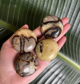 Septarian Palm Stone, Size X-Small [50-74gr]