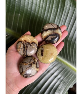 Septarian Palm Stone, Size X-Small [50-74gr]