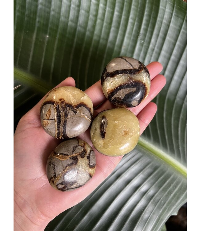 Septarian Palm Stone, Size X-Small [50-74gr]