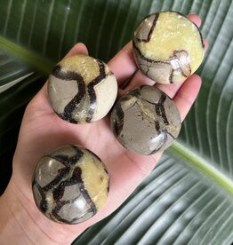 Septarian Palm Stone, Size Small [75-99gr]