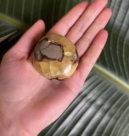 Septarian Palm Stone, Size Medium [100-124gr]