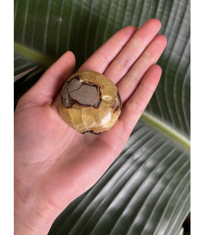 Septarian Palm Stone, Size Medium [100-124gr]