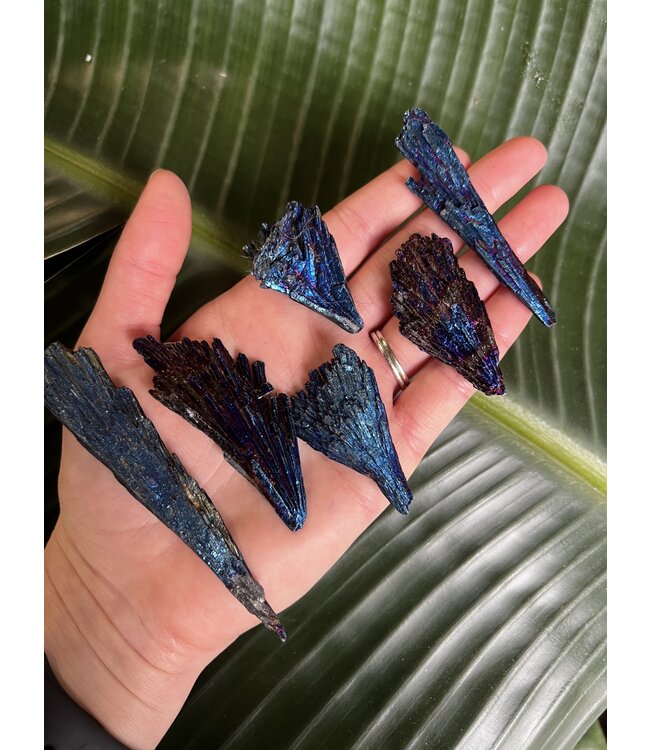 Blue Aura Kyanite Size 2 (10-14gr)