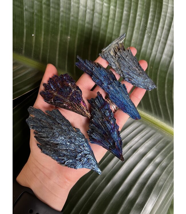 Blue Aura Kyanite Size 7 (35-39gr)