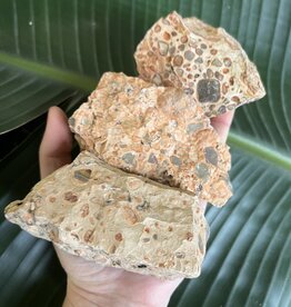 Rough Leopardite Size 3 [200-299gr]