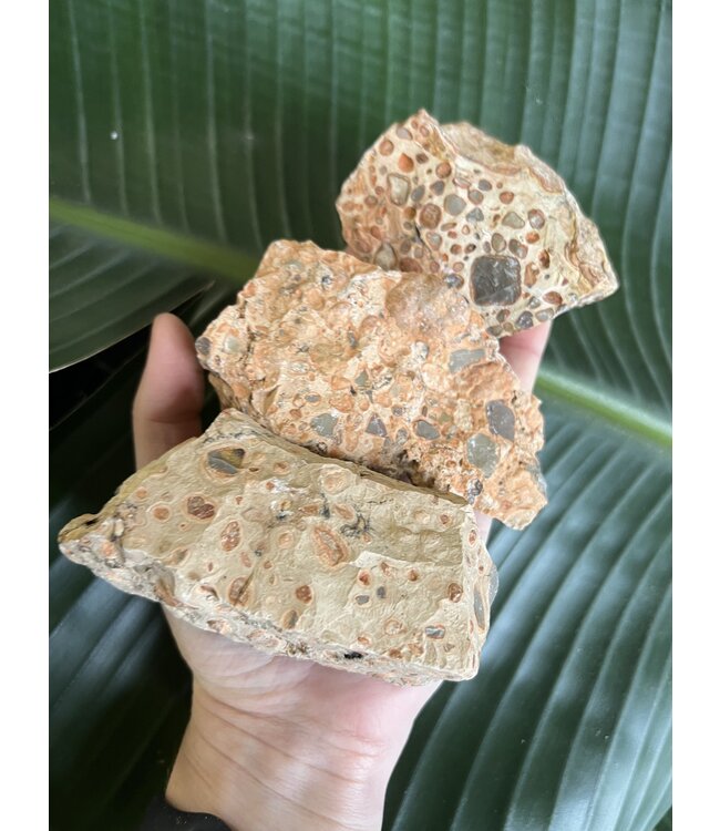 Rough Leopardite Size 3 [200-299gr]