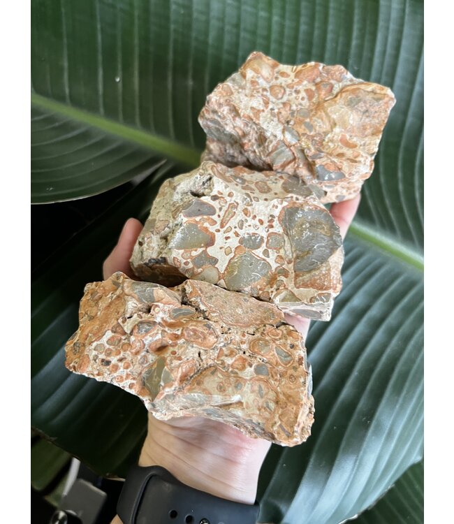 Rough Leopardite Size 4 [300-399gr]