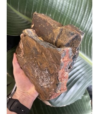 Rough Blue Tiger Eye Size 13 1200 1299gr The Raw Rock Shop Inc