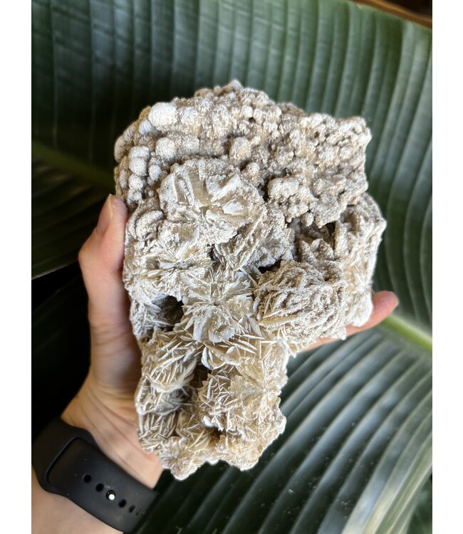 Desert Rose Raw Specimen #164, 1194gr *disc.*