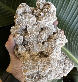 Desert Rose Raw Specimen #165, 1588gr *disc.*