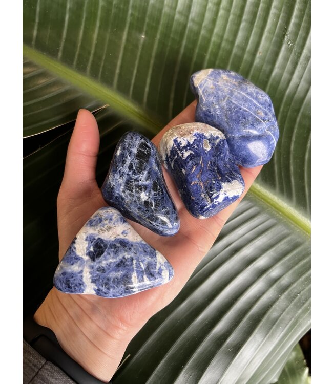 Sodalite Palm Stone, Size Small [75-99gr]