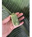 Tremolite Point, Size X-Large [100-124gr]
