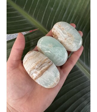 Caribbean Calcite Palm, Size Small [75-99gr]