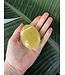 Lemon Calcite Palm, Size Large [125-149gr]